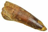 Fossil Spinosaurus Tooth - Real Dinosaur Tooth #370733-1